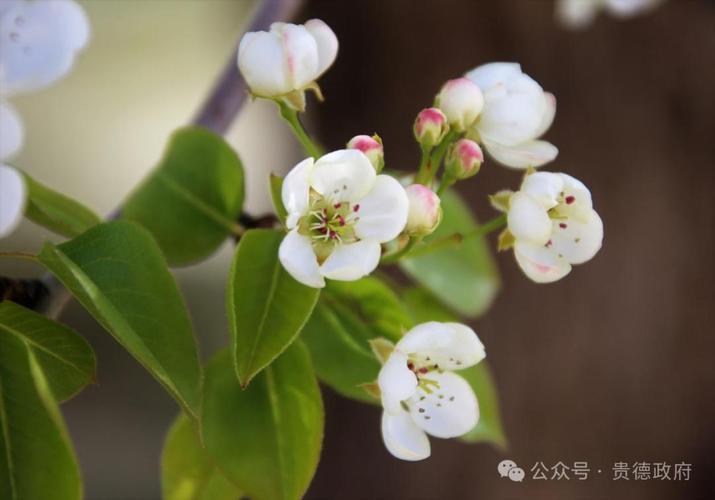 张家港清风徐来文学社